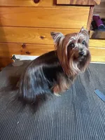 Oreo, a male Yorkshire Terrier for sale in Wittensville, KY – Photo 6 of 6