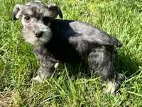 Male #3, a male Miniature Schnauzer for sale in Wittensville, KY – 7 of 10