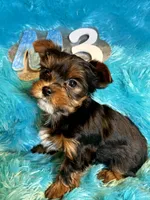 Rusty, a male Yorkshire Terrier for sale in Wittensville, KY – Photo 3 of 7