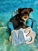 Rusty, a male Yorkshire Terrier for sale in Wittensville, KY – Photo 7 of 7