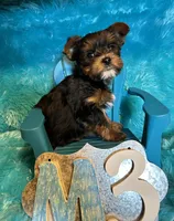 Rusty, a male Yorkshire Terrier for sale in Wittensville, KY – Photo 4 of 7