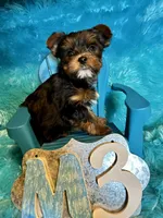 Rusty, a male Yorkshire Terrier for sale in Wittensville, KY – Photo 6 of 7
