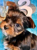 Rusty, a male Yorkshire Terrier for sale in Wittensville, KY – Photo 2 of 7