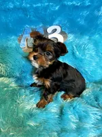 Rusty, a male Yorkshire Terrier for sale in Wittensville, KY – Photo 5 of 7
