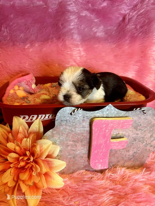 Cookie – Yorkshire Terrier puppy for sale in Wittensville, KY