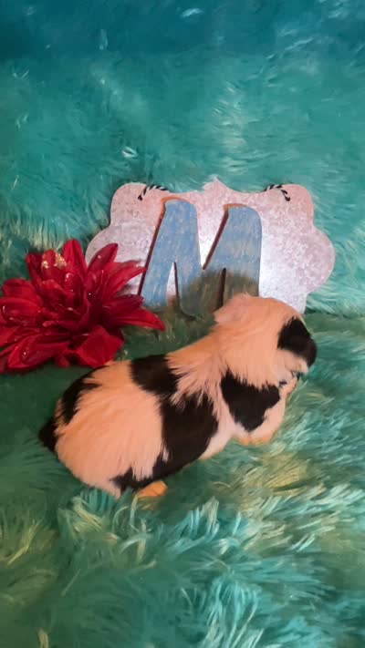 Oreo, a male Yorkshire Terrier for sale in Wittensville, KY – 5 of 6