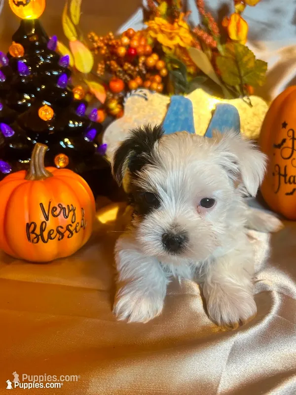 Oreo – Yorkshire Terrier puppy for sale in Wittensville, KY