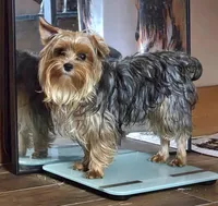 Oreo, a male Yorkshire Terrier for sale in Wittensville, KY – 4 of 6