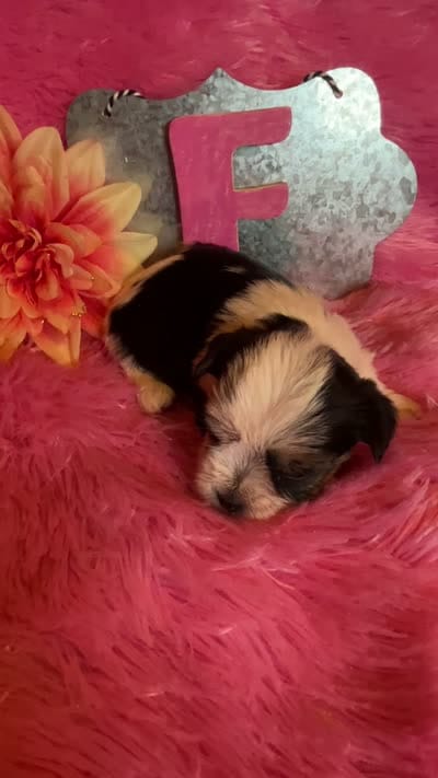 Cookie, a female Yorkshire Terrier for sale in Wittensville, KY – 6 of 6