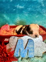 Oreo, a male Yorkshire Terrier for sale in Wittensville, KY – 2 of 6