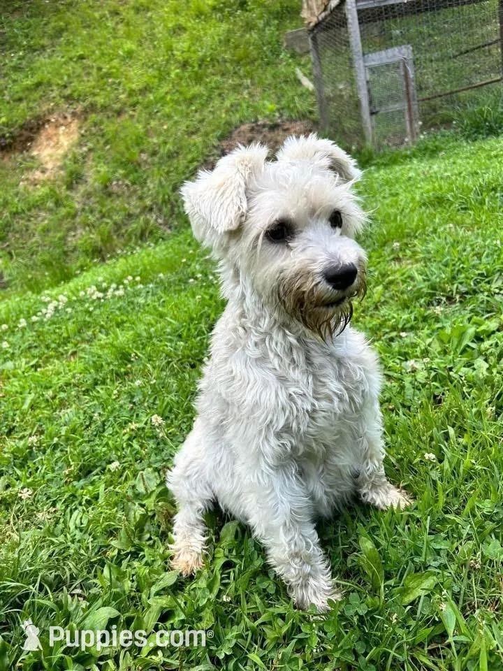 Male #2, a male Miniature Schnauzer for sale in Wittensville, KY – Photo 6 of 6