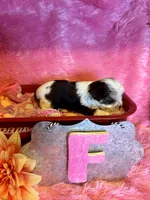 Cookie, a female Yorkshire Terrier for sale in Wittensville, KY – 2 of 6