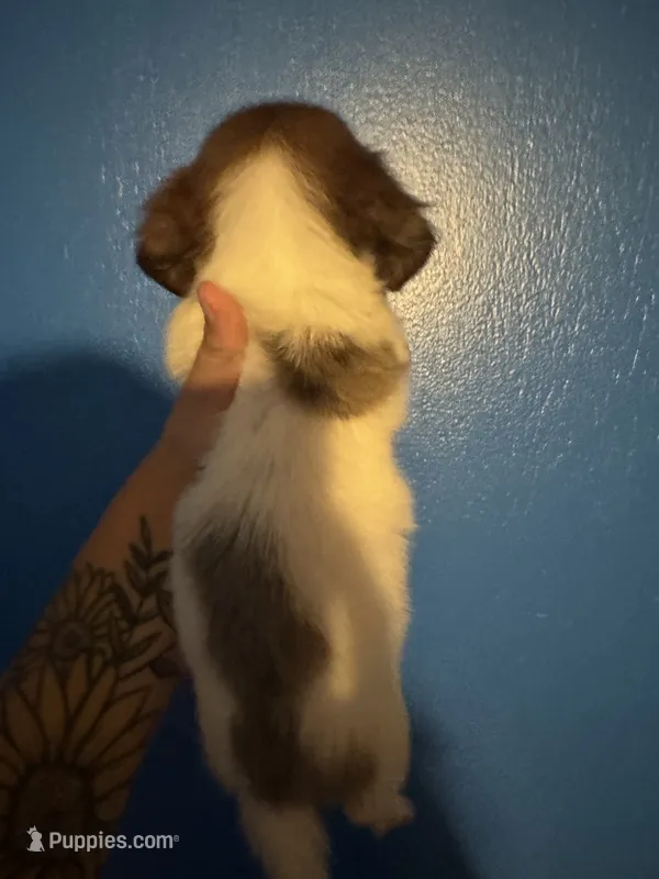 Dax – Miniature Dachshund puppy for sale in Erwin, TN