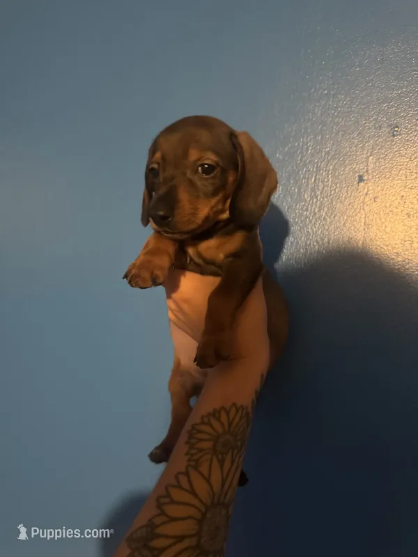 Duke  – Miniature Dachshund puppy for sale in Erwin, TN
