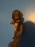 Duke , a male Miniature Dachshund for sale in Erwin, TN – 1 of 2