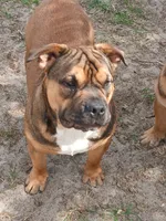 processed/24da1d72-fd09-47c7-b6b5-401b6922519d/listing/b162c57c-f242-4184-afff-e24676a93c18/559b3aae-3100-42c5-a4bb-10e74718d727