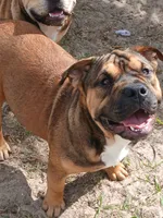 processed/24da1d72-fd09-47c7-b6b5-401b6922519d/listing/b162c57c-f242-4184-afff-e24676a93c18/b4928be7-0c26-4cad-8466-07962ec71820