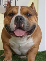 processed/24da1d72-fd09-47c7-b6b5-401b6922519d/listing/fb160b0a-ad99-4fa3-9c27-5bee7b054ee5/e20b46ca-455f-41a5-98e4-d19f44d7f2a8