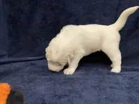 Casper, a male Great Pyrenees for sale in Montezuma, KS – 2 of 6