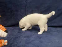 Bo, a male Great Pyrenees for sale in Montezuma, KS – 4 of 6