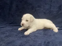 Bo, a male Great Pyrenees for sale in Montezuma, KS – 2 of 6