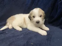 Samson, a male Great Pyrenees for sale in Montezuma, KS – 2 of 5