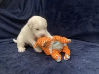 Bo, a male Great Pyrenees for sale in Montezuma, KS – 3 of 6