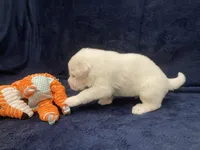 Bo, a male Great Pyrenees for sale in Montezuma, KS – 5 of 6