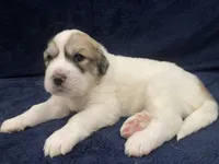 Duke, a male Great Pyrenees for sale in Montezuma, KS – 5 of 6