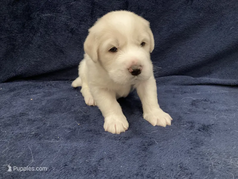Charlie – Great Pyrenees puppy for sale in Montezuma, KS