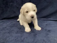 Charlie, a male Great Pyrenees for sale in Montezuma, KS – 1 of 5