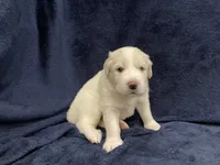 Casper, a male Great Pyrenees for sale in Montezuma, KS – 3 of 6