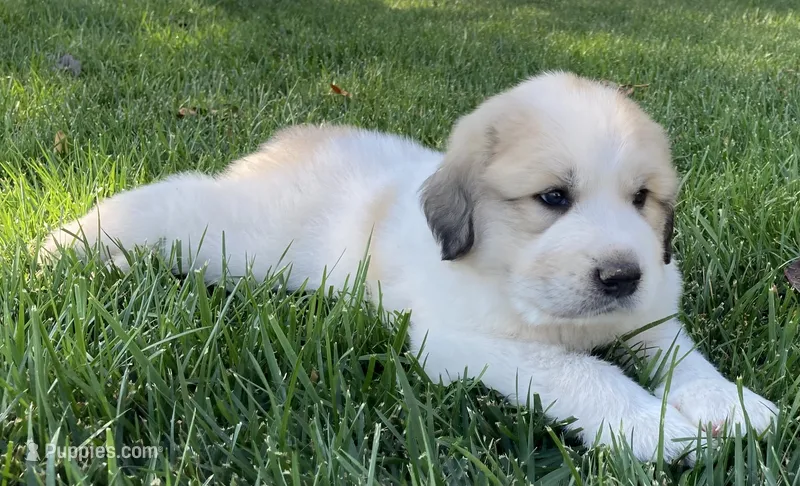 Samson – Great Pyrenees puppy for sale in Montezuma, KS