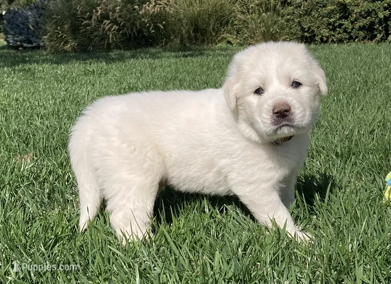 Bo – Great Pyrenees puppy for sale in Montezuma, KS