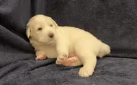 Charlie, a male Great Pyrenees for sale in Montezuma, KS – 5 of 5