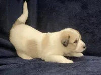 Molly , a female Great Pyrenees for sale in Montezuma, KS – 5 of 5