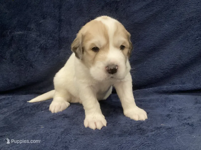 Flynn – Great Pyrenees puppy for sale in Montezuma, KS