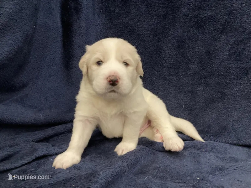 Casper – Great Pyrenees puppy for sale in Montezuma, KS