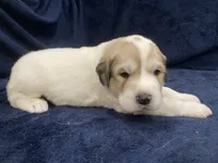 Flynn, a male Great Pyrenees for sale in Montezuma, KS – 4 of 4