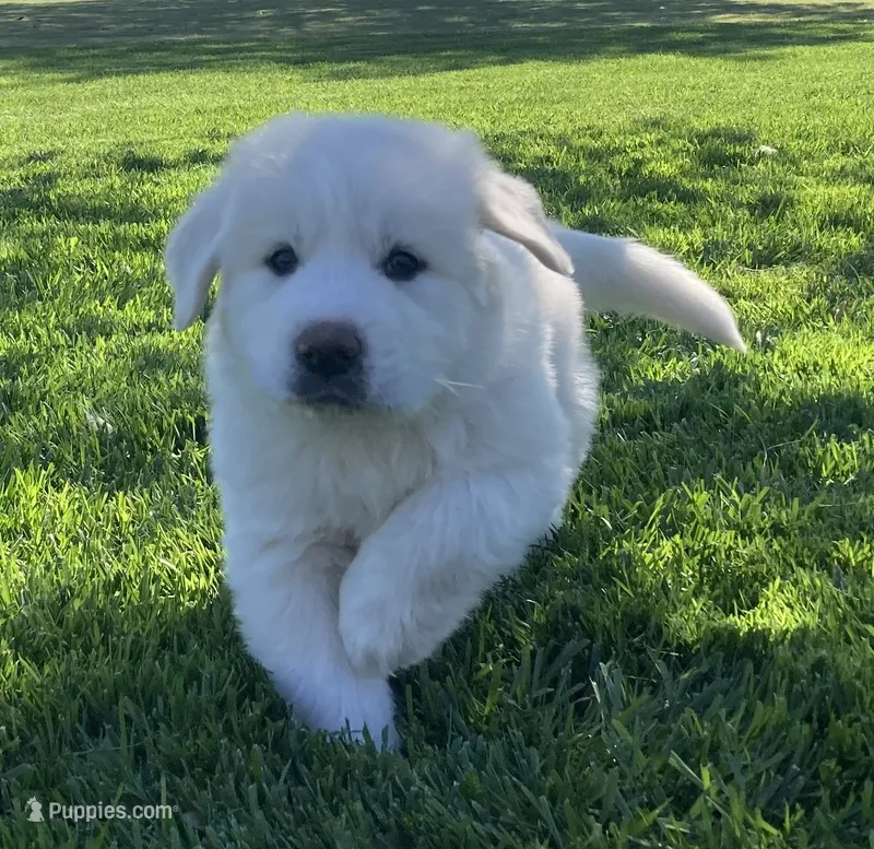 Bo – Great Pyrenees puppy for sale in Montezuma, KS