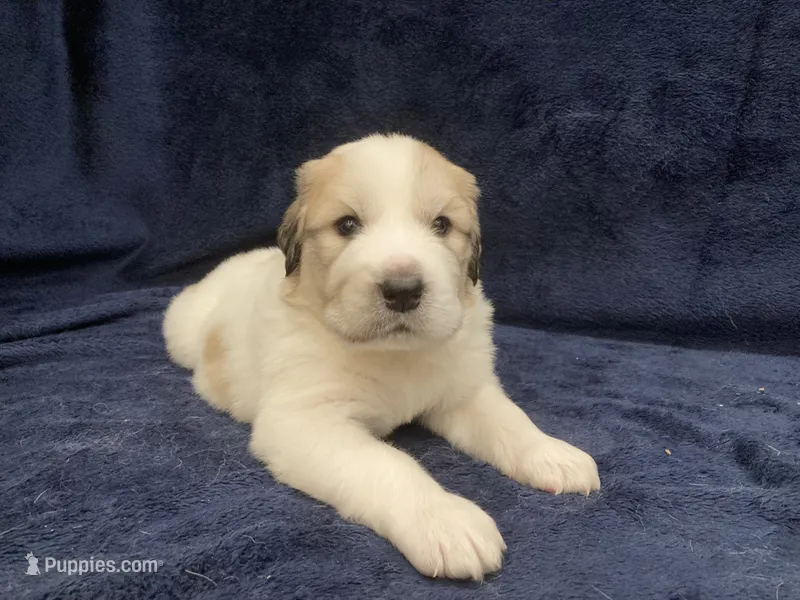 Samson – Great Pyrenees puppy for sale in Montezuma, KS