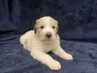 Samson, a male Great Pyrenees for sale in Montezuma, KS – 1 of 5