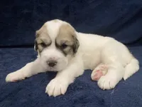 Duke, a male Great Pyrenees for sale in Montezuma, KS – 2 of 6