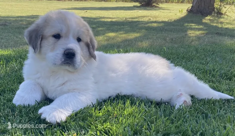 Flynn – Great Pyrenees puppy for sale in Montezuma, KS