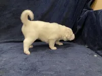 Casper, a male Great Pyrenees for sale in Montezuma, KS – 4 of 6