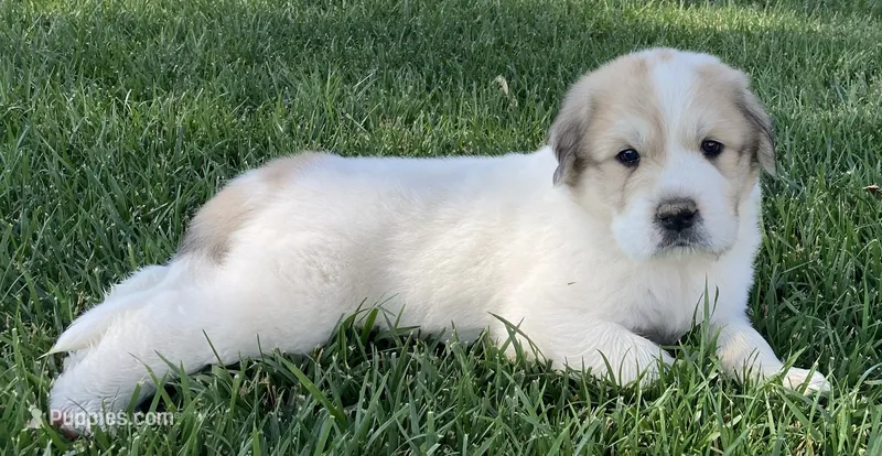 Flynn – Great Pyrenees puppy for sale in Montezuma, KS