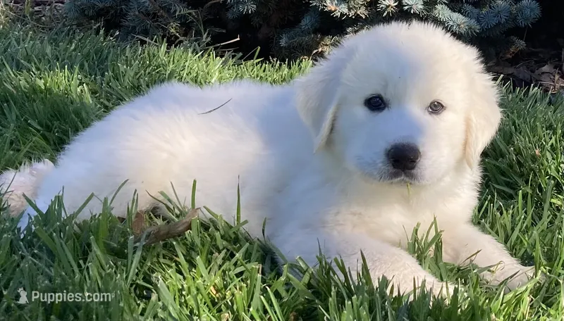 Charlie – Great Pyrenees puppy for sale in Montezuma, KS