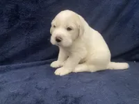 Charlie, a male Great Pyrenees for sale in Montezuma, KS – 4 of 5