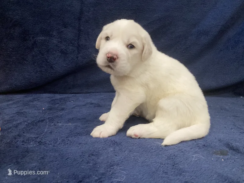 Bo – Great Pyrenees puppy for sale in Montezuma, KS