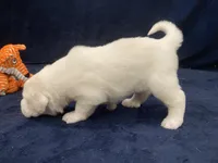 Charlie, a male Great Pyrenees for sale in Montezuma, KS – 2 of 5